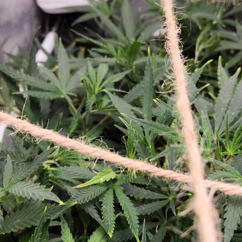 Platinum Girl Scout Cookies growlog timeline photo