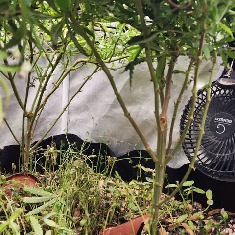 Strawberry Cough growlog timeline photo