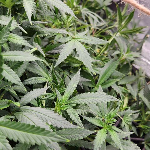 Strawberry Cough growlog timeline photo