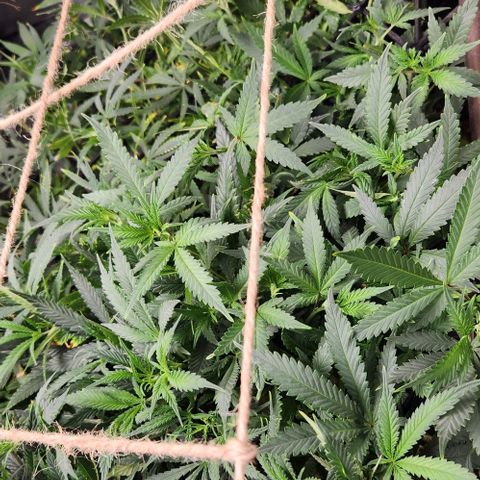 Strawberry Cough growlog timeline photo