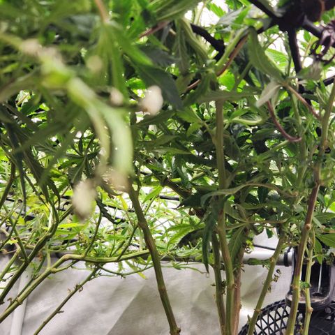 Strawberry Cough growlog timeline photo