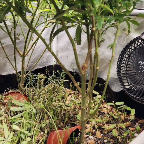 Strawberry Cough growlog timeline photo