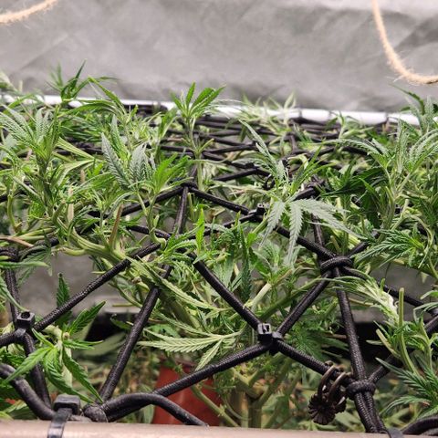 BLUE DREAM growlog timeline photo