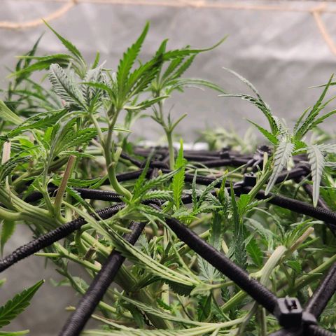 BLUE DREAM growlog timeline photo