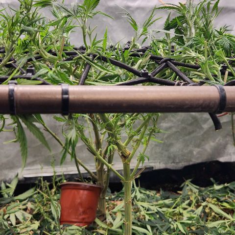 BLUE DREAM growlog timeline photo