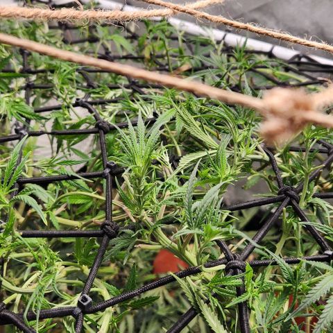 Pineapple Express growlog timeline photo