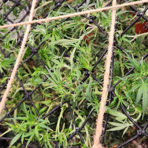 Pineapple Express growlog timeline photo
