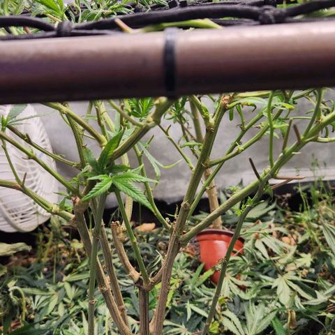 Pineapple Express growlog timeline photo