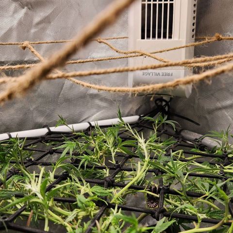 Platinum Girl Scout Cookies growlog timeline photo