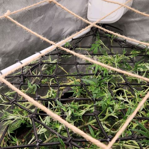 Platinum Girl Scout Cookies growlog timeline photo