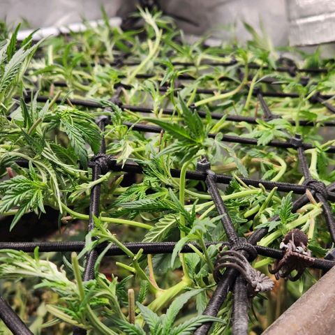 Strawberry Cough growlog timeline photo