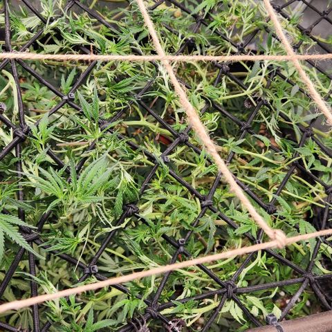 Strawberry Cough growlog timeline photo