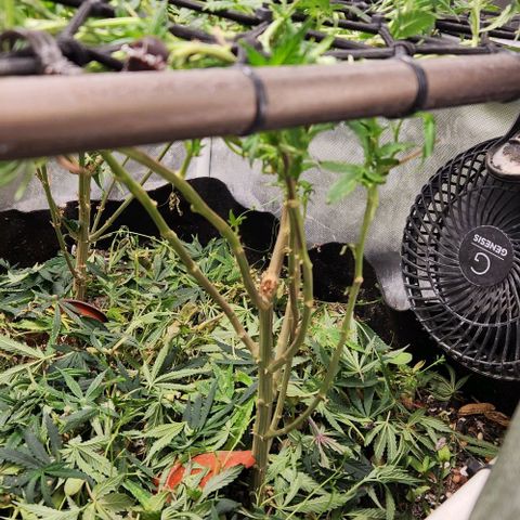 Strawberry Cough growlog timeline photo
