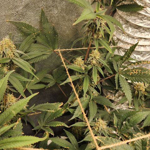 God Bud #1 growlog timeline photo