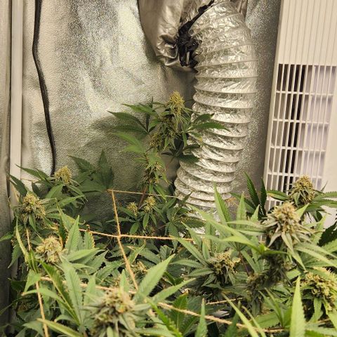 God Bud #1 growlog timeline photo