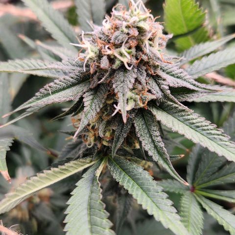 God Bud #1 growlog timeline photo