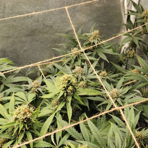 God Bud #2 growlog timeline photo
