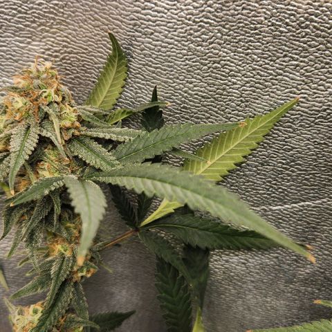 God Bud #2 growlog timeline photo