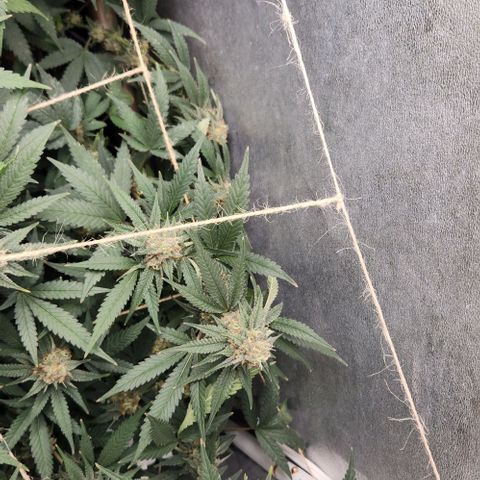 God Bud #2 growlog timeline photo