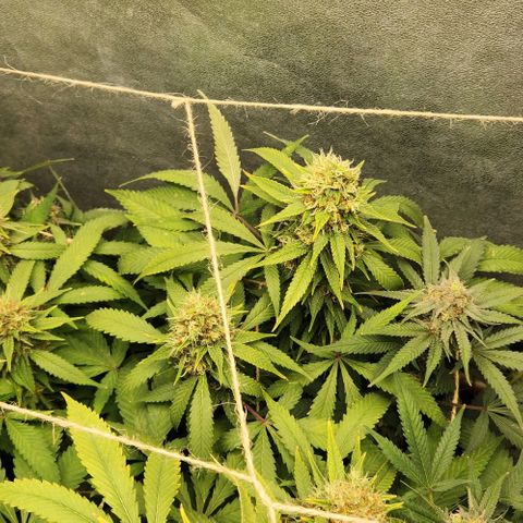 Purple Buddha #1 growlog timeline photo