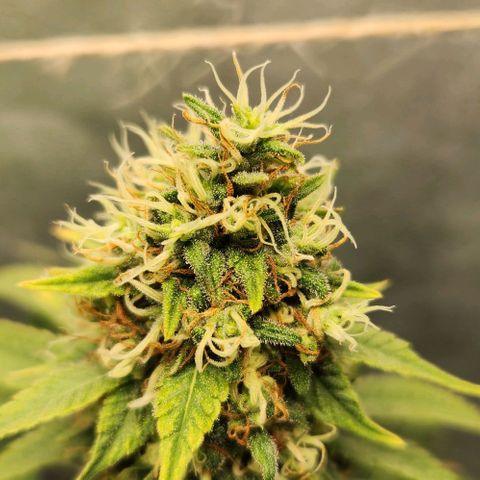 Purple Buddha #1 growlog timeline photo