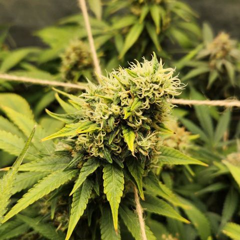 Purple Buddha #1 growlog timeline photo