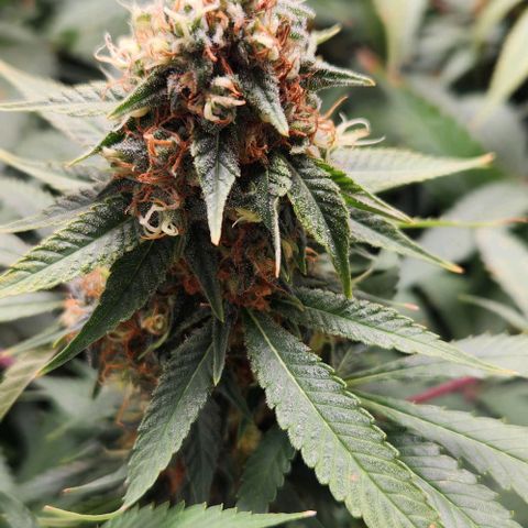 Purple Buddha #2 growlog timeline photo