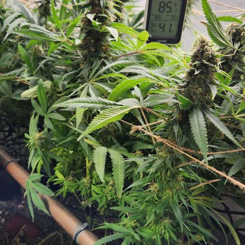 Purple Buddha #2 growlog timeline photo
