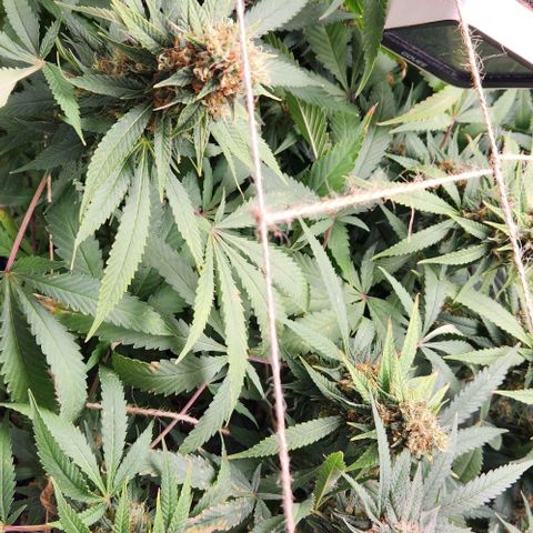 Purple Buddha #2 growlog timeline photo