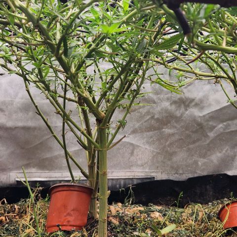 BLUE DREAM growlog timeline photo