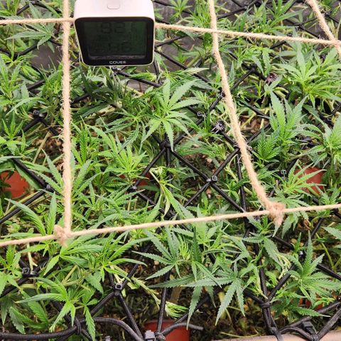 BLUE DREAM growlog timeline photo