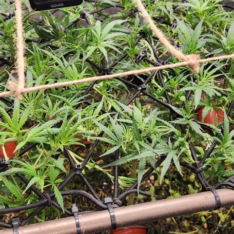 BLUE DREAM growlog timeline photo