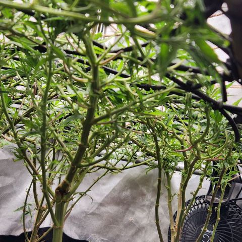 BLUE DREAM growlog timeline photo