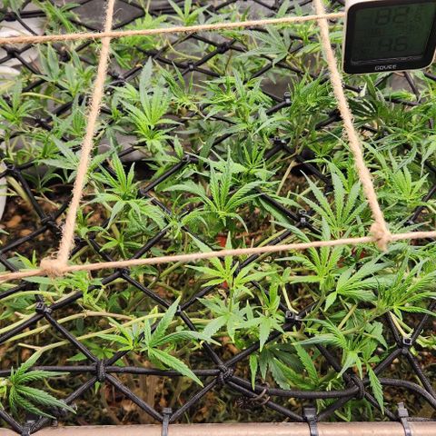 Pineapple Express growlog timeline photo