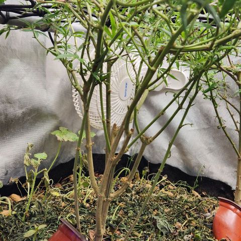 Pineapple Express growlog timeline photo