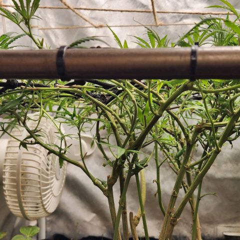 Pineapple Express growlog timeline photo