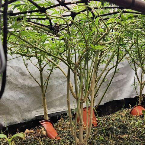 Pineapple Express growlog timeline photo
