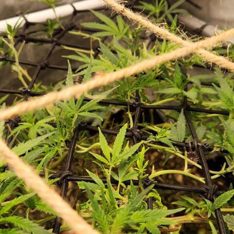 Platinum Girl Scout Cookies growlog timeline photo