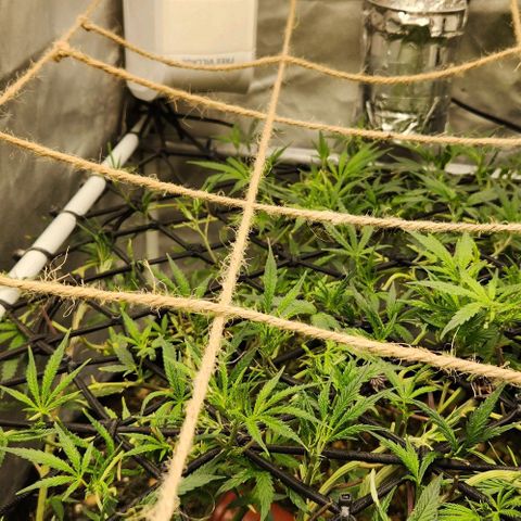 Platinum Girl Scout Cookies growlog timeline photo