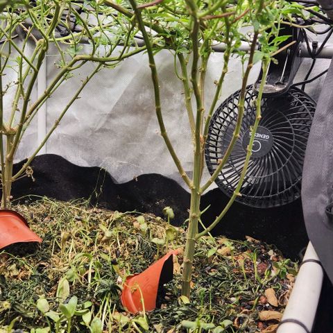 Strawberry Cough growlog timeline photo