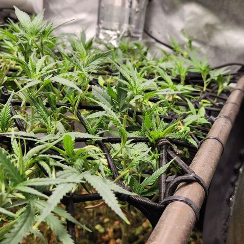 Strawberry Cough growlog timeline photo