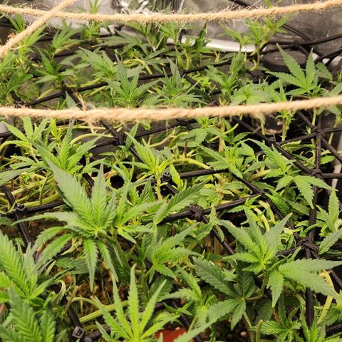 Strawberry Cough growlog timeline photo