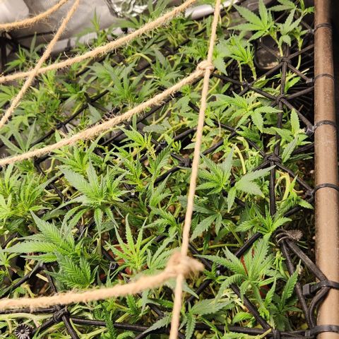 Strawberry Cough growlog timeline photo