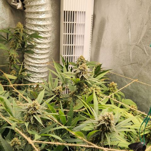God Bud #1 growlog timeline photo