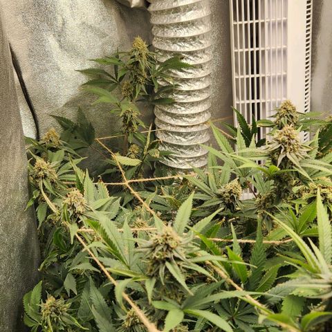 God Bud #1 growlog timeline photo