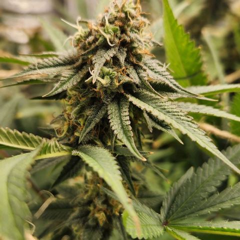 God Bud #1 growlog timeline photo