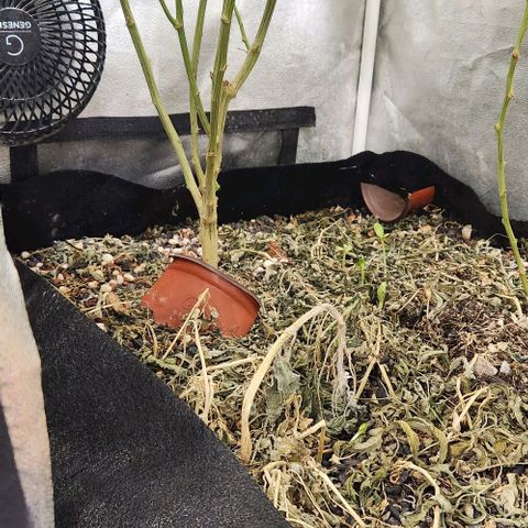 God Bud #1 growlog timeline photo