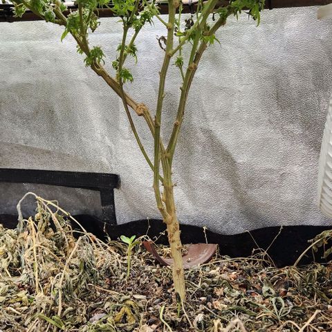 God Bud #2 growlog timeline photo