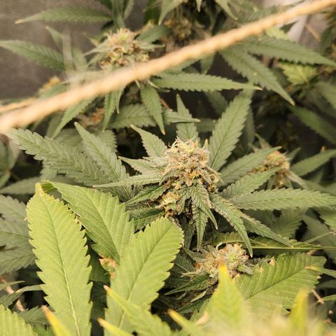 God Bud #2 growlog timeline photo