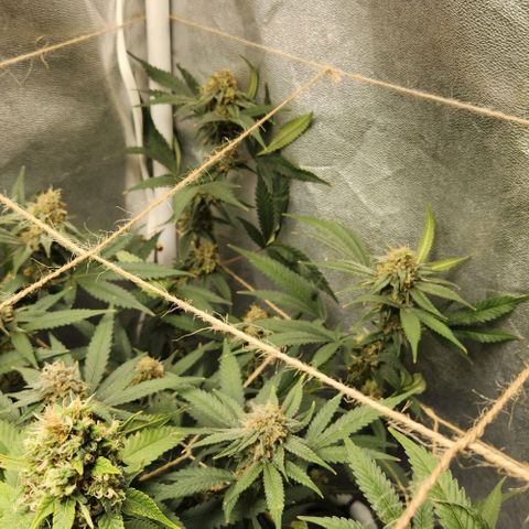 God Bud #2 growlog timeline photo